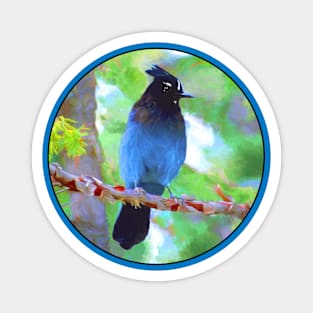 Steller's Jay Magnet